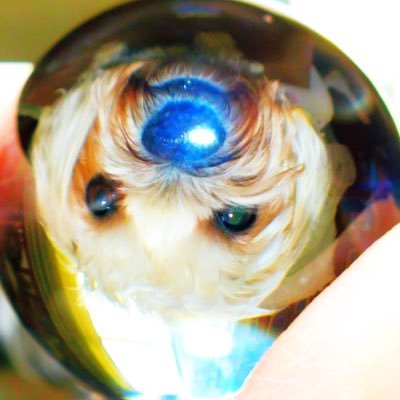 SelenaLadensack's profile picture. 