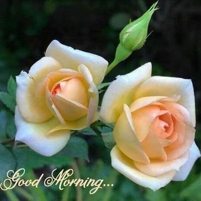 sitavyas's profile picture. 