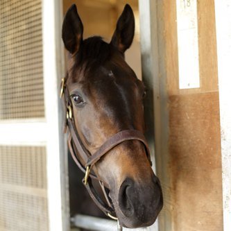 2008年産から一口馬主開始。
初めはキャロット。ノルマンディー、G1TCとやみくもに手を広げて今に至る。イン◯ル、入ってぬ(苦笑)
名付け親は、バノックバーン、アコルダール、シャルトターク。
G1勝ちは未だなし。バーデンヴァイラー、ココクレーター、出走なるか？
早く40口(G1TC) で一勝したいよ…