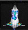 We study primary #AcuteLeukemia in patient-derived xenograft in vivo using genetic engineering to identify new treatments. #TranslationalCancerResearch