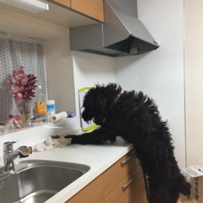 OniumiKunio's profile picture. ジャイアンお世話係