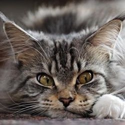 Scepticseeker's profile picture. Leftie, NHS worker, fibro warrior, introvert. Fed up of the inequality in our society. Mutual respect a must. RTs = food for thought - not endorsement. He/Him.