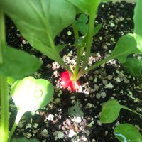 ラディッシュ (@1717_radish) Twitter profile photo