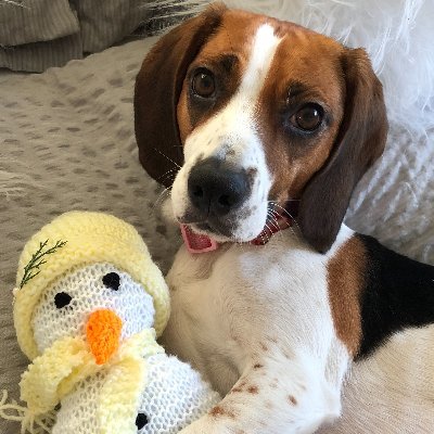 Hi my name is Lola and I am a rescued Beagle living in the UK, I am 3 years old and love walks, treats and doing tricks to get those treats, Love Lola.