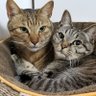 leosora70's profile picture. レオ♂️H29.9.11生　11.11～おっとりのんびり慎重派。保護猫。
ソラ♀️H30.8.15生　11.2～お転婆食いしん坊。知人宅より譲渡。
ゆず♂️ごま♂️2025.5.3生 8.16〜 柄そっくり兄弟保護猫。
4匹猫団子目指して奮闘中♡
