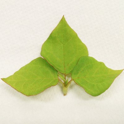 Kazusa Dna Plant Genome Unit On Twitter 19世紀に千葉県松戸市で発見され 20世紀に生産量日本一に輝き 21世紀にゲノムが解読される 鳥取を代表する果物 それが二十世紀梨 ニホンナシ 二十世紀 のゲノム情報を公開しました 京都府大との共同研究です 二十