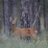 profile rt