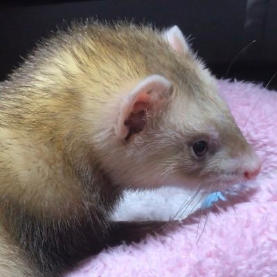 key_ferret Profile Picture