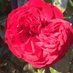 Dawn Rose (@roseros04319058) Twitter profile photo Dawn Rose (@roseros04319058) Twitter profile photo