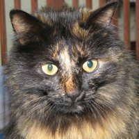 雅ノボル/MID◆CBWsOpHrbw (@n_miyabin) 's Twitter Profile