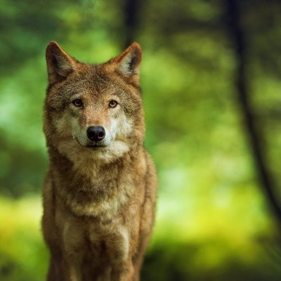 Entre_Argumas's profile picture. Me gusta Cantabria y por eso intento que esté en el lugar que se merece. Tengo un Blog y soy adicto al Real Racing Club.