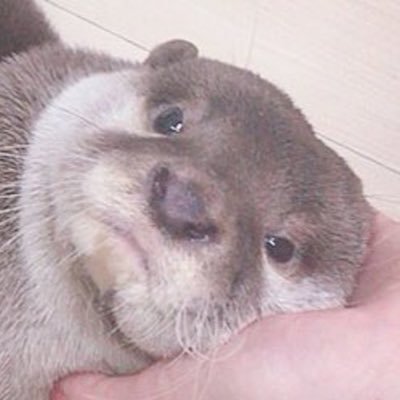 ぬこまるฅさんのプロフィール画像