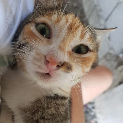 hiqmdn's profile picture. easy go lucky