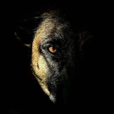 Longsho89320509's profile picture. 