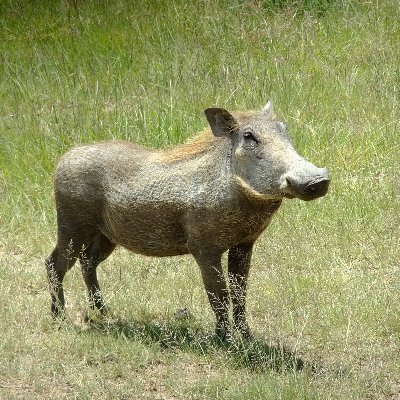 tortoise_neck's profile picture. Scraggy