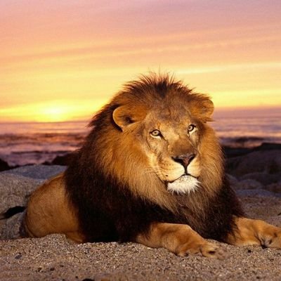 Mimmo08347171's profile picture. abbasso la testa solo per mangiare