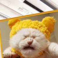 小熊猫 (@bo0pf64n4r54gzx) Twitter profile photo