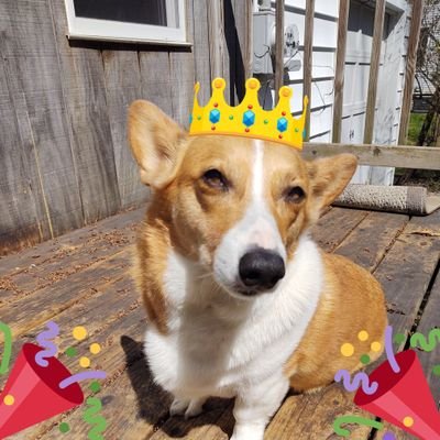 uselesssausage's profile picture. My hobbies include sleeping.