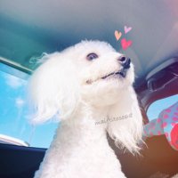 舞🍍 (@mai_titose68) Twitter profile photo