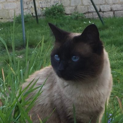 rastofiol's profile picture. 