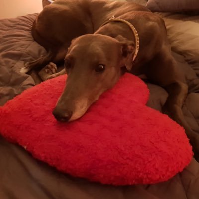 I live with my two Greyhound brothers, four Royal Ferrets (like Corgis only bitier) and my human servants ( they run @sighthoundsavoy ) After all I am a Queen!