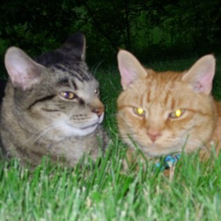 k9andfeline's profile picture. A teacher by day and an animal lover 24/7. A conservative Rebublican and a God fearing Christian.