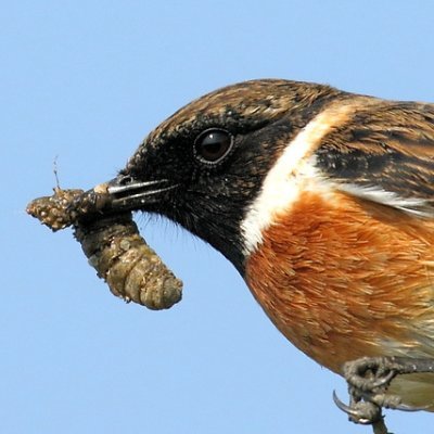 RAW BIRDS Nature Photography Profile