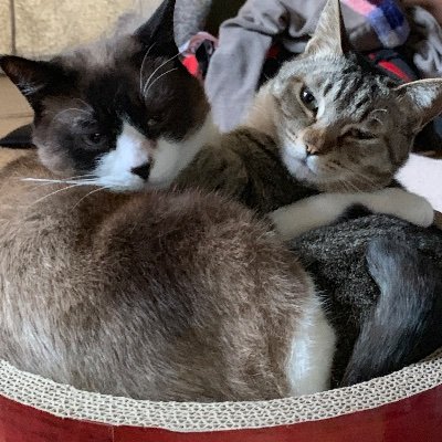 猫若美さんのプロフィール画像