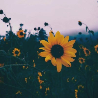 Kishwarnasir4's profile picture. 