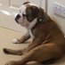 Baby Millie Belle (@babymilliebell1) Twitter profile photo Baby Millie Belle (@babymilliebell1) Twitter profile photo