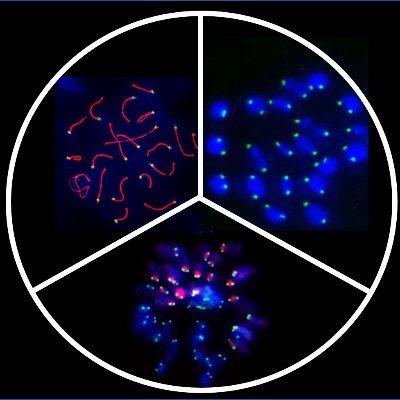 Cornell NIH FIRST Assistant Professor, cell biologist and genetics enthusiast: interested in meiosis, centromeres, epigenetics and reproduction