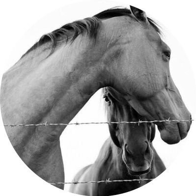 w7neet's profile picture. ‏أن أكون فتاه رماديه لآ يعني إرتباطي بالحزن دائما رماديتي : هي ذكريات جميلة عشتها يوما ولكن الحياة سرقت مني ألوانهآ .