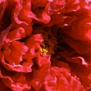 FantysD's profile picture. • 🇬🇳