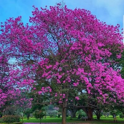 SidrahKafi's profile picture. Proud to be an Alig.....