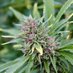 growing cannabis plants (@plants_cannabis) Twitter profile photo growing cannabis plants (@plants_cannabis) Twitter profile photo