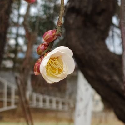 甲州男児