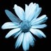 ChristopheChantraine (@cchantraine) Twitter profile photo ChristopheChantraine (@cchantraine) Twitter profile photo
