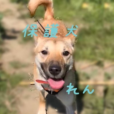 元野生の保護犬、蓮（れん）です！🐕✨ 保護施設にいたためか臆病が克服できず、外や人に慣れるトレーニング中👏内弁慶&食いしん坊犬の記録です🐾