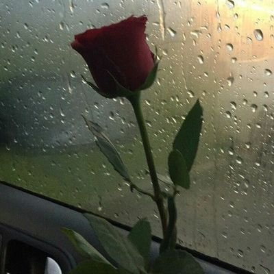 جنوبية اعشق الشعر وكتابة الخواطر والتصوير خاصة أجواء الجنوب السحرية