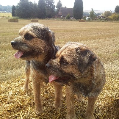 baggingmachine's profile picture. Golf golf golf