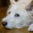 てりやきのアイコン