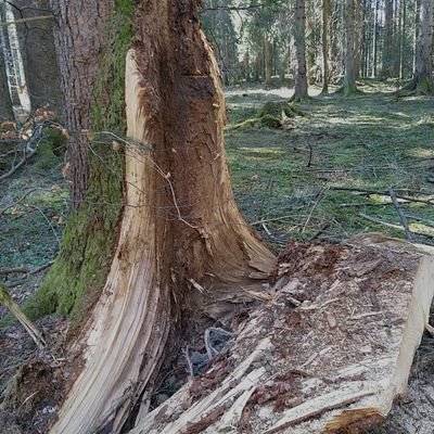 2020_NATURA's profile picture. Naturschutz-Praxis des 'Bedürfnisse deckenden Standorts' genügt nicht dem Konzept der Lebensräume, EU-Interdependenz_Strategie,  Wiederherstellung von Gebieten.