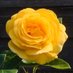 イギリスごはん@TinyGardenUK (@uk_food_diary) Twitter profile photo イギリスごはん@TinyGardenUK (@uk_food_diary) Twitter profile photo