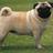 PerfectTPuglet's profile image