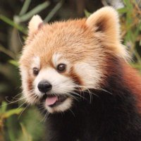 Red Panda Research(@luogl) 's Twitter Profile Photo