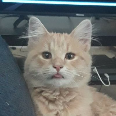 JijijijiOne's profile picture. 