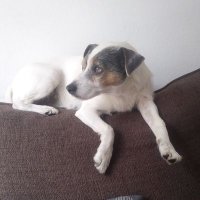 Yo Yaj (@yaj0404) 's Twitter Profile