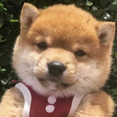 群群子さんのプロフィール画像
