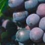 Joseph Barnes Wines (@jobarneswines) 's Twitter Profile