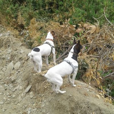 Esposo, Padre de 3 hijos de los que estoy orgulloso y Abuelo de 8 hermosos nietos. Desilusionado de la clase política, cuido de la naturaleza y los animales.